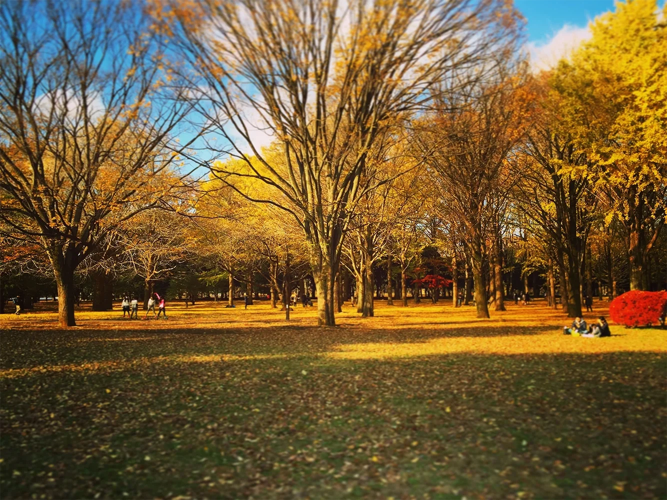 Photo: Falling Yellow in Fall